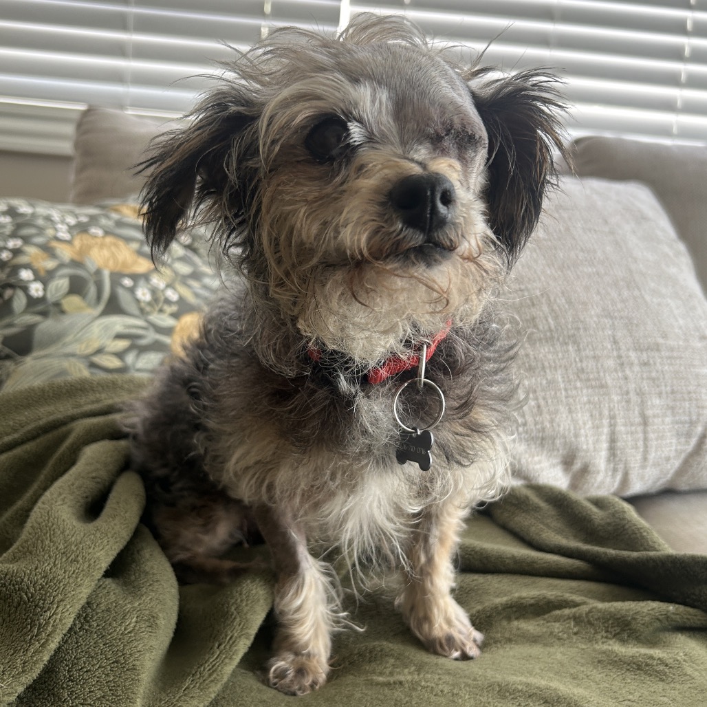 Shelter Stray Female Dog last seen , 361 S Raymond Ave, Pasadena, CA 91105, USA