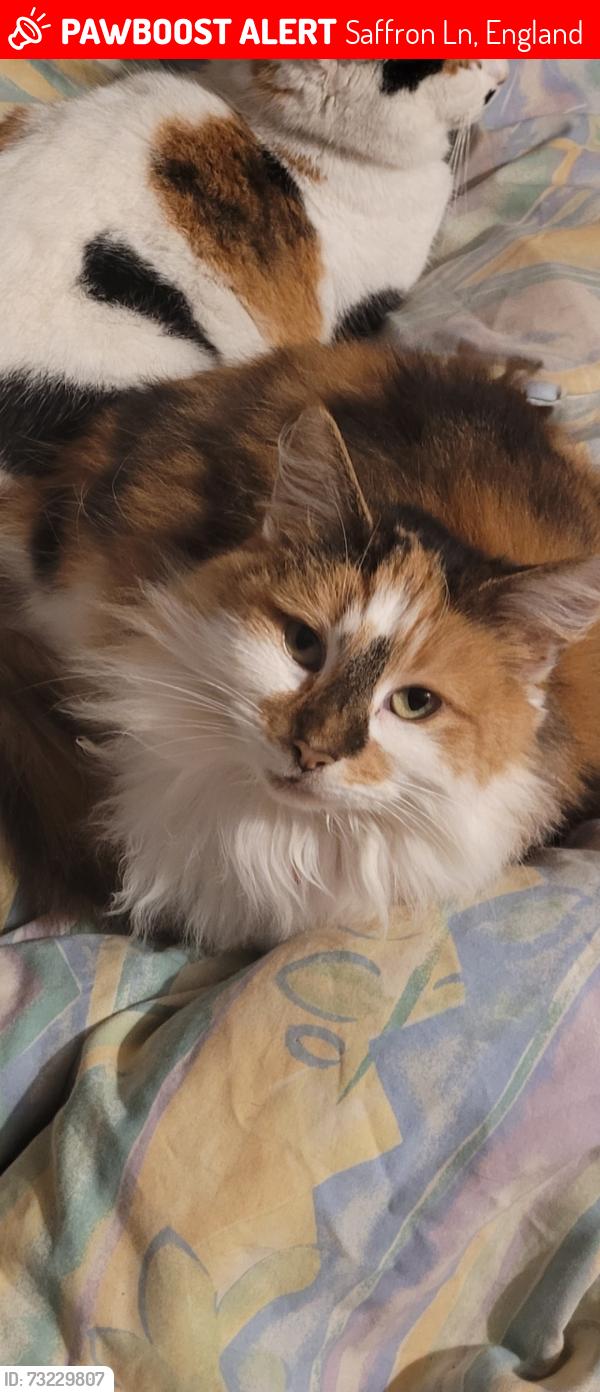 Lost Female Cat last seen Neston Gardens, Saffron Ln, England 