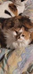 Lost Female Cat last seen Neston Gardens, Saffron Ln, England 