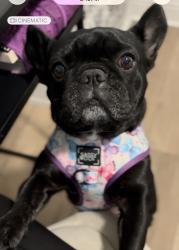 Lost Female Dog last seen Broadway, Sacramento, CA 95817