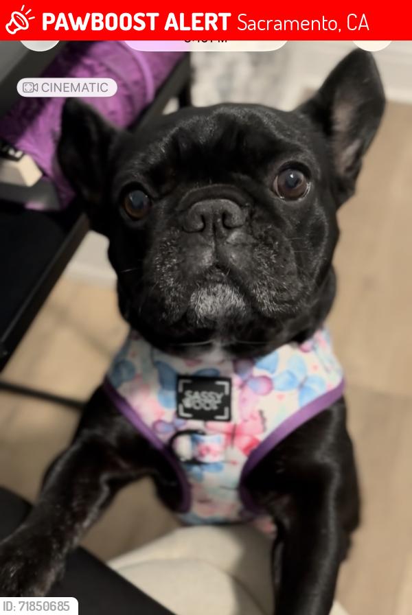 Lost Female Dog last seen Broadway, Sacramento, CA 95817