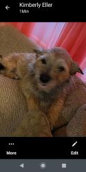 Reunited Male Dog last seen Barnett Dr, Kingsport, TN 37664