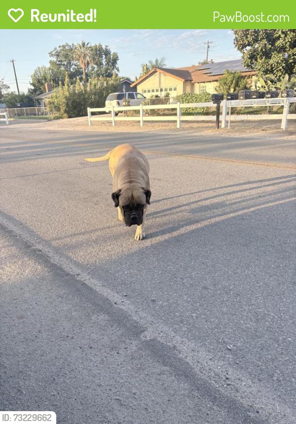 Reunited Male Dog last seen Off of Corona ave in norco ca, Norco, CA 92860