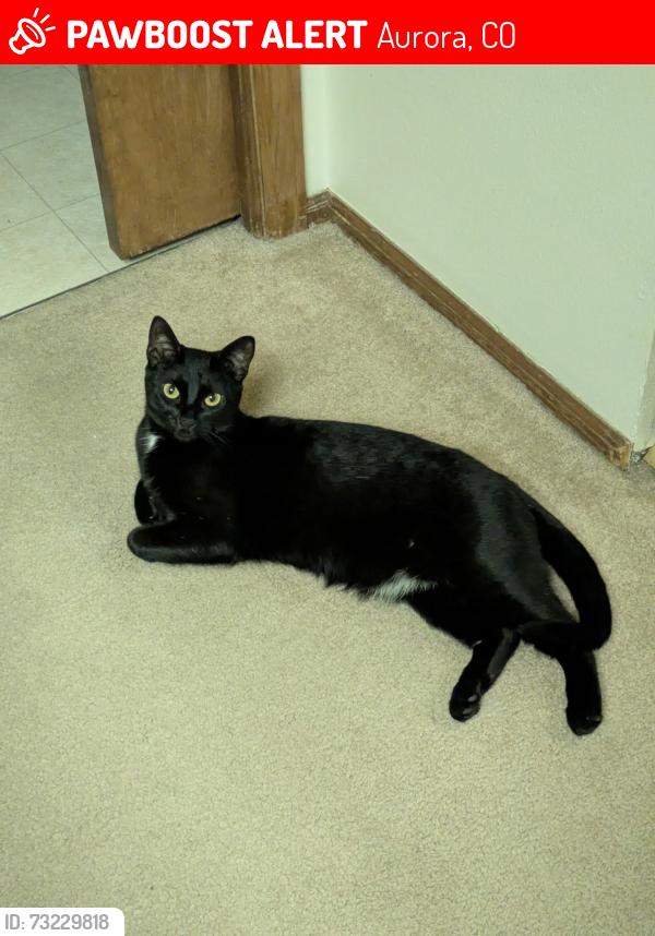 Lost Female Cat last seen Mission Viejo Park, Aurora, CO 80013