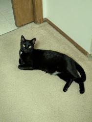 Lost Female Cat last seen Mission Viejo Park, Aurora, CO 80013
