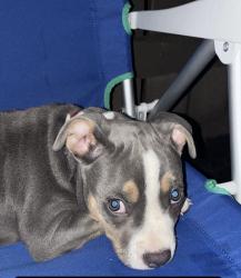 Lost Male Dog last seen Executive avenue, Alexandria, VA 22305