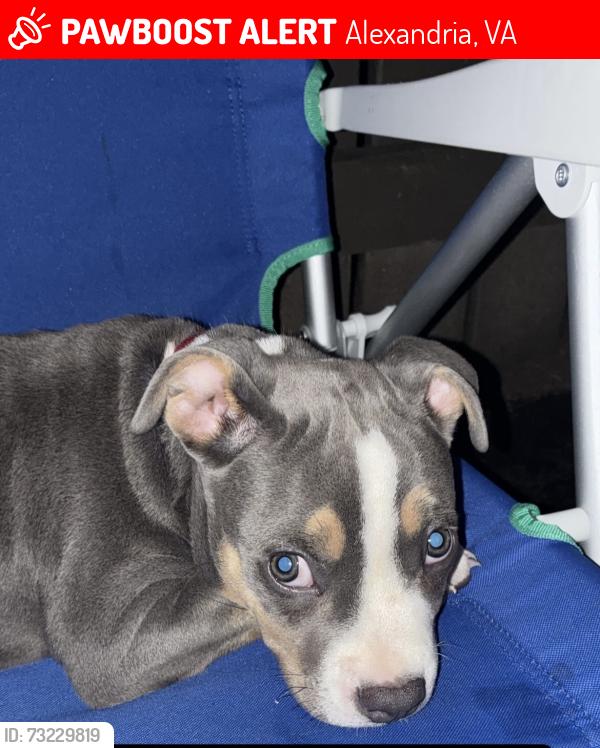 Lost Male Dog last seen Executive avenue, Alexandria, VA 22305