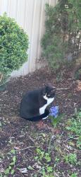 Lost Male Cat last seen St Clement’s crossing, Lexington Park, MD 20653