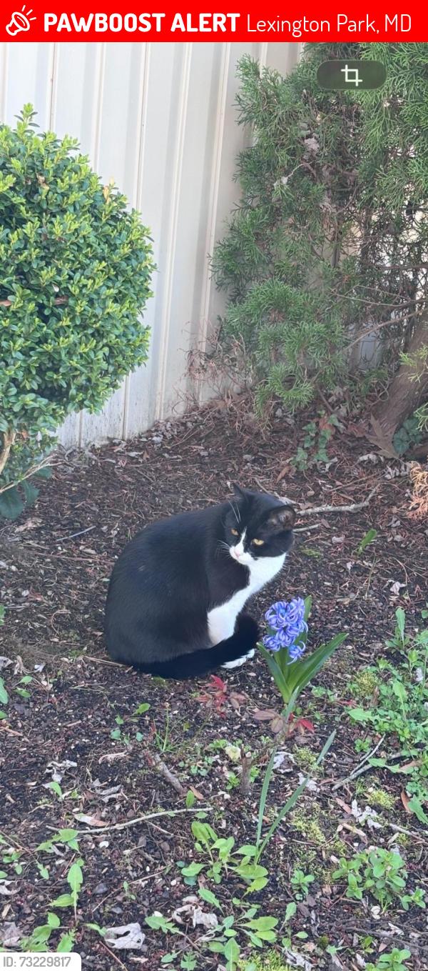 Lost Male Cat last seen St Clement’s crossing, Lexington Park, MD 20653