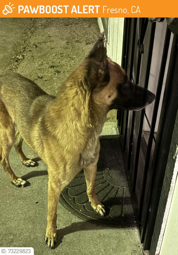 Found/Stray Male Dog last seen Millbrook & Dakota, Fresno, CA 93726