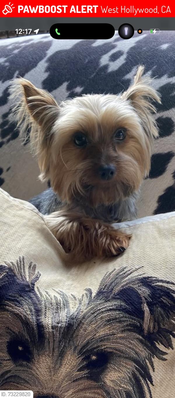 Lost Female Dog last seen Near rosewood Ave West Hollywood, West Hollywood, CA 90048