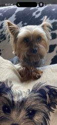 Lost Female Dog last seen Near rosewood Ave West Hollywood, West Hollywood, CA 90048