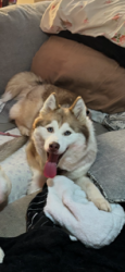 Reunited Female Dog last seen Main street near circle l downtown, Hampton, GA 30228