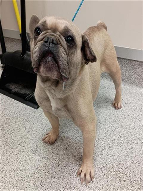 Shelter Stray Female Dog last seen GAMAY WY / CHIANTI WY, 9150 Union Park Way, Elk Grove, CA 95624, USA