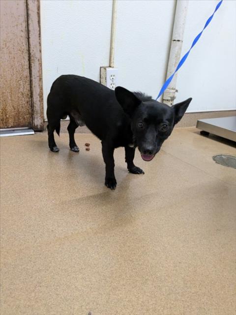Shelter Stray Male Dog last seen TAMPA, 16 Barnes Ct, Hayward, CA 94544, USA