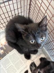 Shelter Stray Female Cat last seen , 11361 W Pico Blvd, Los Angeles, CA 90064, USA