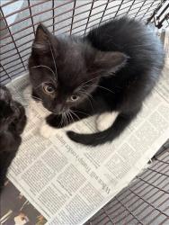Shelter Stray Male Cat last seen , 11361 W Pico Blvd, Los Angeles, CA 90064, USA