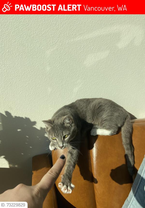 Lost Female Cat last seen Whipple Creek Neighborhood, Salmon Creek, Vancouver, WA 98685