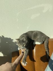 Lost Female Cat last seen Whipple Creek Neighborhood, Salmon Creek, Vancouver, WA 98685