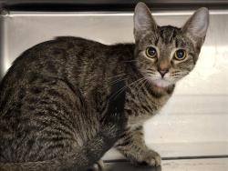 Shelter Stray Female Cat last seen , 1850 W 60th St, Los Angeles, CA 90047, USA
