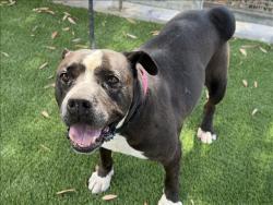 Shelter Stray Female Dog last seen , 1850 W 60th St, Los Angeles, CA 90047, USA