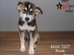 Shelter Stray Male Dog last seen , 1850 W 60th St, Los Angeles, CA 90047, USA
