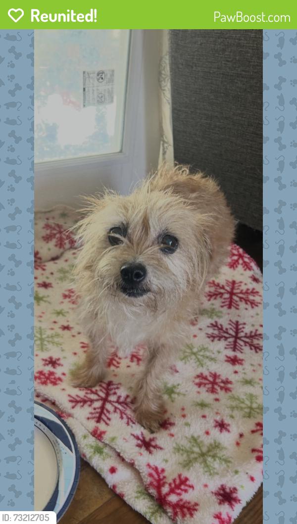 Reunited Female Dog last seen San Antonio & Vesta ONTARIO CA, Ontario, CA 91762