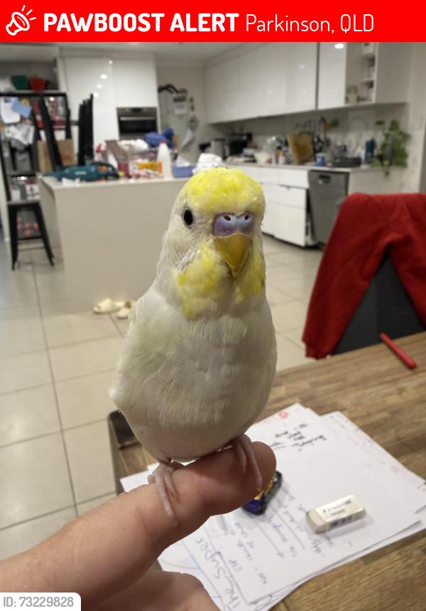Lost Unknown Bird last seen Greenways, Parkinson, QLD 4115