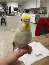 Lost Unknown Bird last seen Greenways, Parkinson, QLD 4115