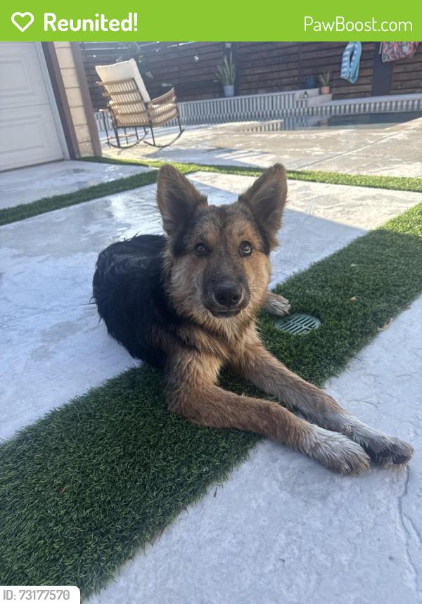 Reunited Male Dog last seen Orange Grove & Kenoak POMONA CA, Pomona, CA 91768
