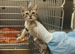 Shelter Stray Male Cat last seen CERILLOS RD / CAMINO CARLOS REY SANTA FE NM 87505, 100 Caja Del Rio Rd, Santa Fe, NM 87507, USA