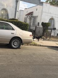 Found/Stray Unknown Dog last seen Vernon and main, Los Angeles, CA 90012