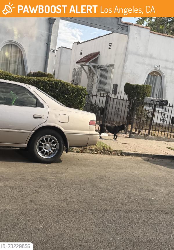 Found/Stray Unknown Dog last seen Vernon and main, Los Angeles, CA 90012