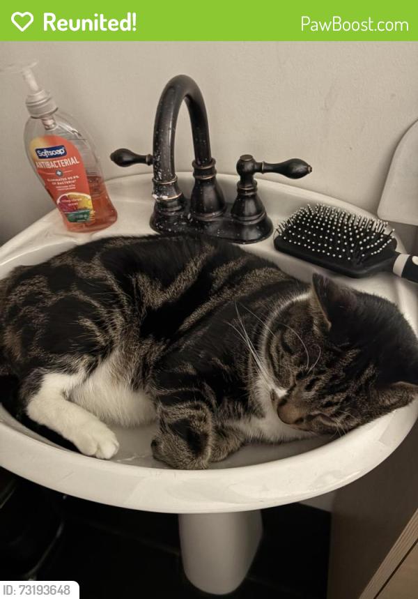 Reunited Male Cat last seen Ran out of the hse, Burien, WA 98166