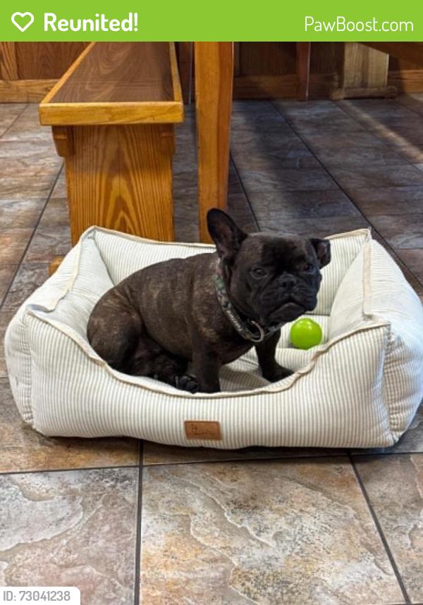 Reunited Female Dog last seen Main & 108th LOS ANGELES CA, Los Angeles, CA 90061