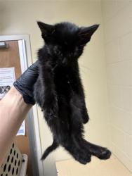 Shelter Stray Female Cat last seen MACK RD & VALLEY HI DR, 2127 Front St, Sacramento, CA 95818, USA