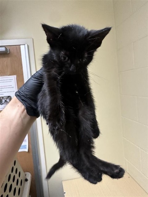 Shelter Stray Female Cat last seen MACK RD & VALLEY HI DR, 2127 Front St, Sacramento, CA 95818, USA