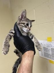 Shelter Stray Female Cat last seen MACK RD & VALLEY HI DR, 2127 Front St, Sacramento, CA 95818, USA