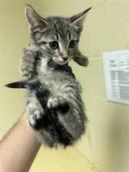 Shelter Stray Male Cat last seen MACK RD & VALLEY HI DR, 2127 Front St, Sacramento, CA 95818, USA