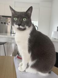 Reunited Female Cat last seen Altna avenue, Airport West, VIC 3042
