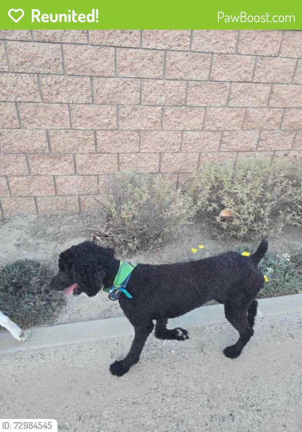 Reunited Male Dog last seen Hunter's Hill - Butterfield Ranch Rd CHINO HILLS CA, Chino Hills, CA 91709