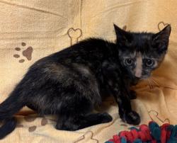 Shelter Stray Female Cat last seen , 232 Eslinger Way, Sanford, FL 32773, USA