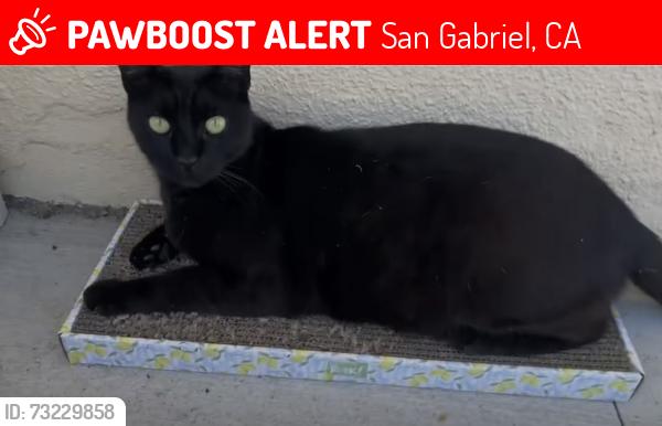 Lost Male Cat last seen W Bencamp St, San Gabriel, CA 91776