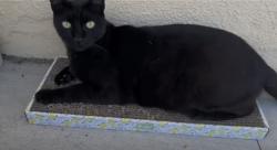 Lost Male Cat last seen W Bencamp St, San Gabriel, CA 91776