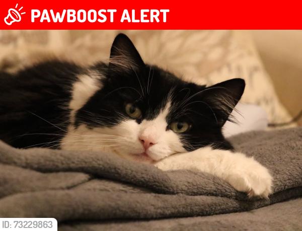 Lost Female Cat last seen broomhill, West Yorkshire, England WF11 0DX