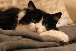 Lost Female Cat last seen broomhill, West Yorkshire, England WF11 0DX