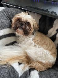 Reunited Male Dog last seen Secnic and Scoville, Grants Pass, OR 97526