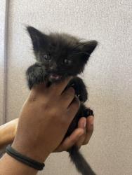 Shelter Stray Male Cat last seen N MOUNTAIN VIEW AVE X W 6TH ST, 333 Chandler Pl, San Bernardino, CA 92408, USA