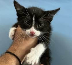 Shelter Stray Male Cat last seen N SIERRA WAY X E 30TH ST, 333 Chandler Pl, San Bernardino, CA 92408, USA