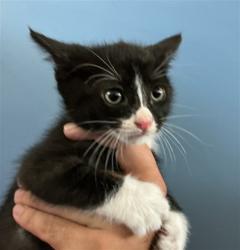Shelter Stray Female Cat last seen N SIERRA WAY X E 30TH ST, 333 Chandler Pl, San Bernardino, CA 92408, USA